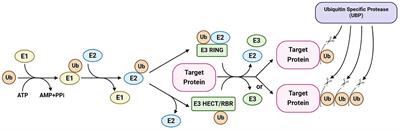 An insight into the roles of ubiquitin-specific proteases in plants: development and growth, morphogenesis, and stress response